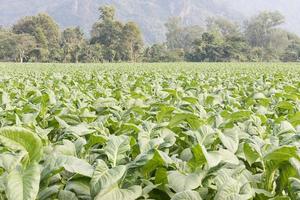 Field of Nicotiana tabacum photo