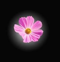 Pink Cosmos flowers isoleted photo