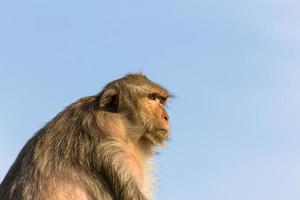 Monkey in Thailand photo