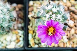 pequeño cactus en maceta foto