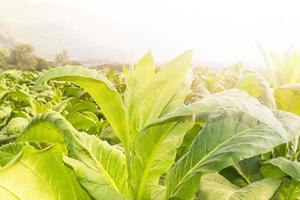 cerrar nicotiana tabacum foto