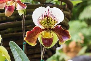 Paphiopedilum of Orchid photo