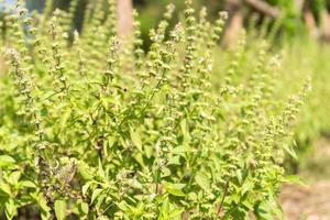 ocimum o planta de albahaca en el jardín foto