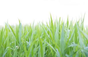 Green grass field in nature photo