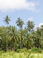 palmeras de coco foto