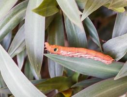 Worm on the tree photo