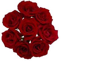 Fresh rose flower on white background for Valentine Day in 14 February of every year. photo