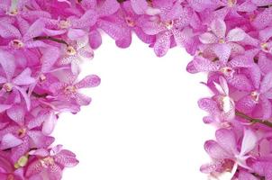 Fresh orchids set in frame for Valentine day isolated with white background. photo