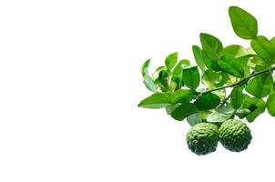 Citrus hystrix or Kaffir Lime is a citrus fruit native to tropical Asia. Its fruit and leaves used in Southeast Asian cuisine and its essential oil is used in perfumery, isolated on white background. photo