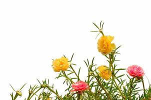 flor de rosa de musgo o verdolaga, diez en punto, rosa de sol, flores de portulaca con hojas verdes colgando de la parte superior aisladas sobre fondo blanco foto