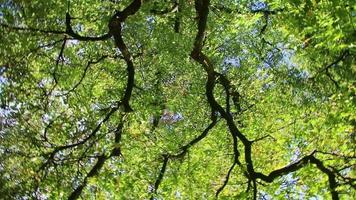 cambio de mirada en las coronas de los árboles con follaje brillante y ramas oscuras en la vista giratoria girando hacia arriba en el bosque de otoño con un ambiente relajante en el sendero de la excursión en un entorno natural idílico video