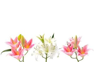 Beautiful fresh Lily with leaf isolated on white background with space for text. photo