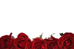 Fresh rose flower on white background for Valentine Day in 14 February of every year. photo