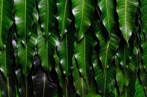 fondo de hojas verdes de mango barracuda de tailandia. foto