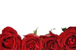 Fresh rose flower on white background for Valentine Day in 14 February of every year. photo