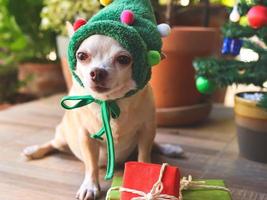 short hair Chihuahua dog wearing Christmas tree  hat sitting with red and green gift boxes  and looking away, green garden background. photo