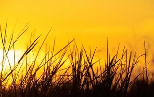 Beautiful sunset grass on sky background natural landscape view photo