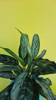 Aglaonema nitidum plant leaves on a yellow background photo