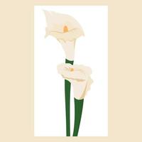 postcard with calla flowers vector