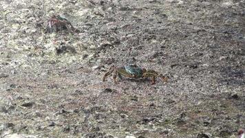 dichtbij omhoog van een krab Aan een steen Bij de kust voeden. in de achtergrond spatten van de golven video