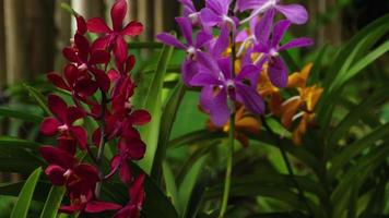 skön stjälkar av vibrerande färgad orkide blommor video