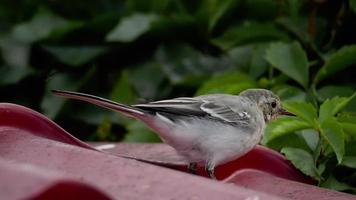 een klein vogel wit kwikstaart kuiken, motacilla alba, wandelen Aan een dak en aan het eten bugs video