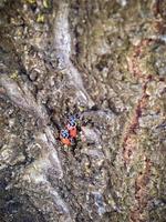 ladybugs mating on tree bark photo