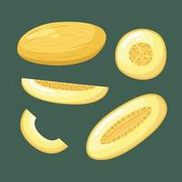 Vector set of melon illustrations. Summer fruits