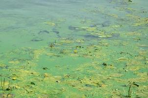 The surface of an old swamp covered with duckweed and lily leaves photo