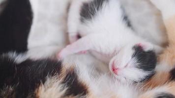 gatito recién nacido durmiendo con gato madre. video
