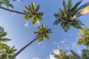 Beautiful cloudy sky landscape and green palm leaves. Low point of view, palm trees tropical forest at blue sky background. Sunny island nature background, relax peaceful freedom natural scenic