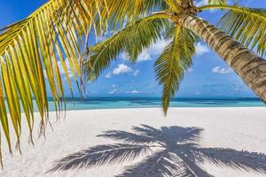 soleada playa de isla tropical con hojas de palmera, sombras sobre arena blanca, cielo soleado agua de mar turquesa. vacaciones en la isla, paisaje caluroso de verano. tranquila hermosa naturaleza pacífica, fondo de playa