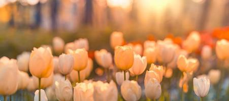 Beautiful colorful tulips on blurred spring sunny nature landscape. Bright blooming tulips flower panorama for spring nature love concept. Amazing natural spring scene, design, tranquil floral banner photo