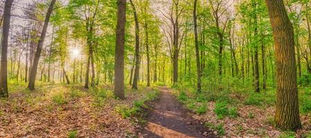 Beautiful forest path panorama with bright sun shining through the trees. Peaceful view of the green spring forest. Fresh foliage in woods in nature with beautiful pathway, sun rays. Nature freedom photo