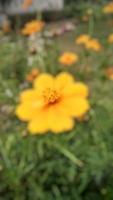 efecto de foto borrosa flor amarilla cosmos caudatus