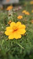 efecto de foto borrosa flor amarilla cosmos caudatus