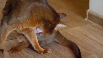 Purebred abyssinian cat resting and playing video
