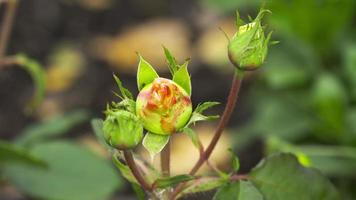 buisson d'une rose non soufflée dans un jardin d'été, vue de dessus
