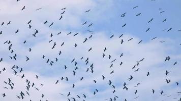 Big flock of Asian Openbill Anastomus oscitans flying overhead in blue sky during migration season in Phuket island, Thailand. video
