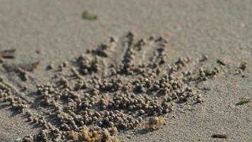 krab maakt ballen van zand Aan de strand naar de geluid van de zee video