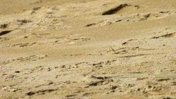 un granchio fantasma che scava la sabbia per fare un buco sulla spiaggia video