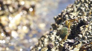 crabes sur une île tropicale. les crabes sont assis sur une pierre et se prélassent au soleil. vague de mer floue en arrière-plan video