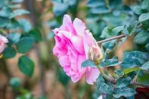 Beautiful pink roses flower in the garden photo