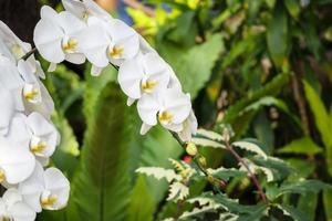 Beautiful Phalaenopsis Orchid flower blooming in garden floral background photo