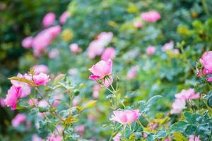 hermosa flor de rosas rosadas en el jardín foto