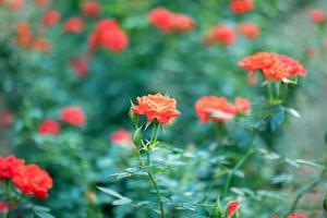 hermosa flor de rosas de colores en el jardín foto