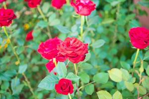 Beautiful red roses flower in the garden photo