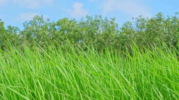 los verdes arrozales se mueven con el viento. video