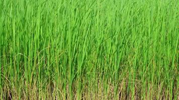 The green rice fields move in the wind. video