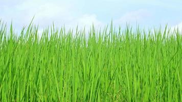 The green rice fields move in the wind. video